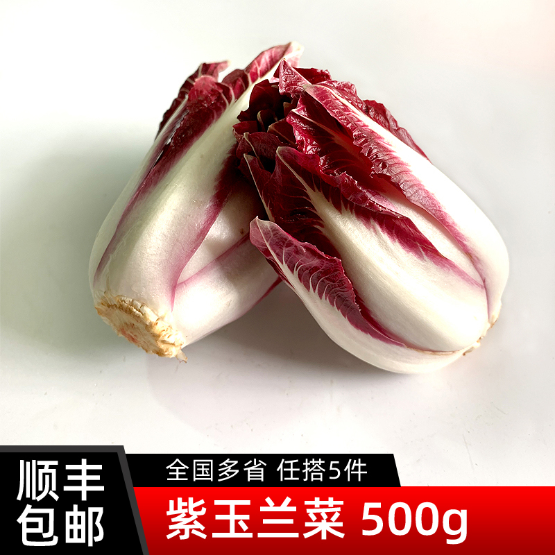 新鲜紫玉兰菜500g芽球菊苣chicory比利时沙拉蔬菜西餐食材5件包邮