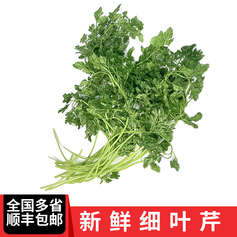 新鲜细叶芹 西餐香料 酒店西餐摆盘装饰 全国多省顺丰包邮