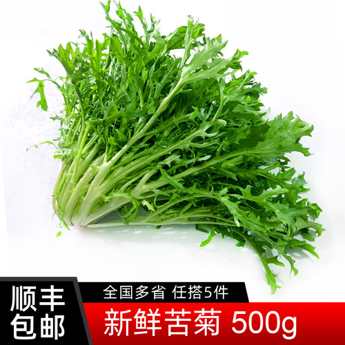 新鲜苦菊500g 苦细叶苦叶生菜狗牙菜苦苣 蔬菜沙拉菜食材 5件包邮