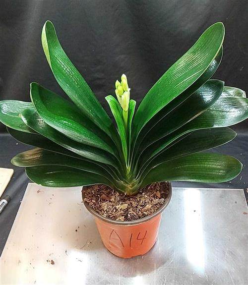 鞍山精品君子兰上箭剑苞开花红黄花大兰国兰圆头立板花卉室内盆栽,鲜花速递/花卉仿真/绿植园艺,时令草本花卉,淘宝优惠券,粉丝福利购,淘宝优惠卷