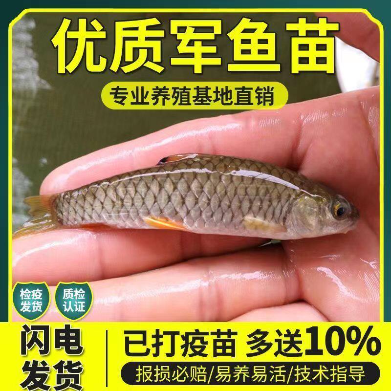 军鱼石坚鱼苗光倒刺鲅青竹鲩鱼活体军鱼苗淡水养殖食用观赏黄娟鱼