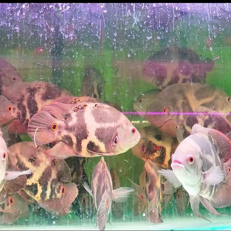 地图鱼观赏鱼大黑地图鱼火血麒麟地图鱼热带观赏鱼猪仔奥图鱼淡水