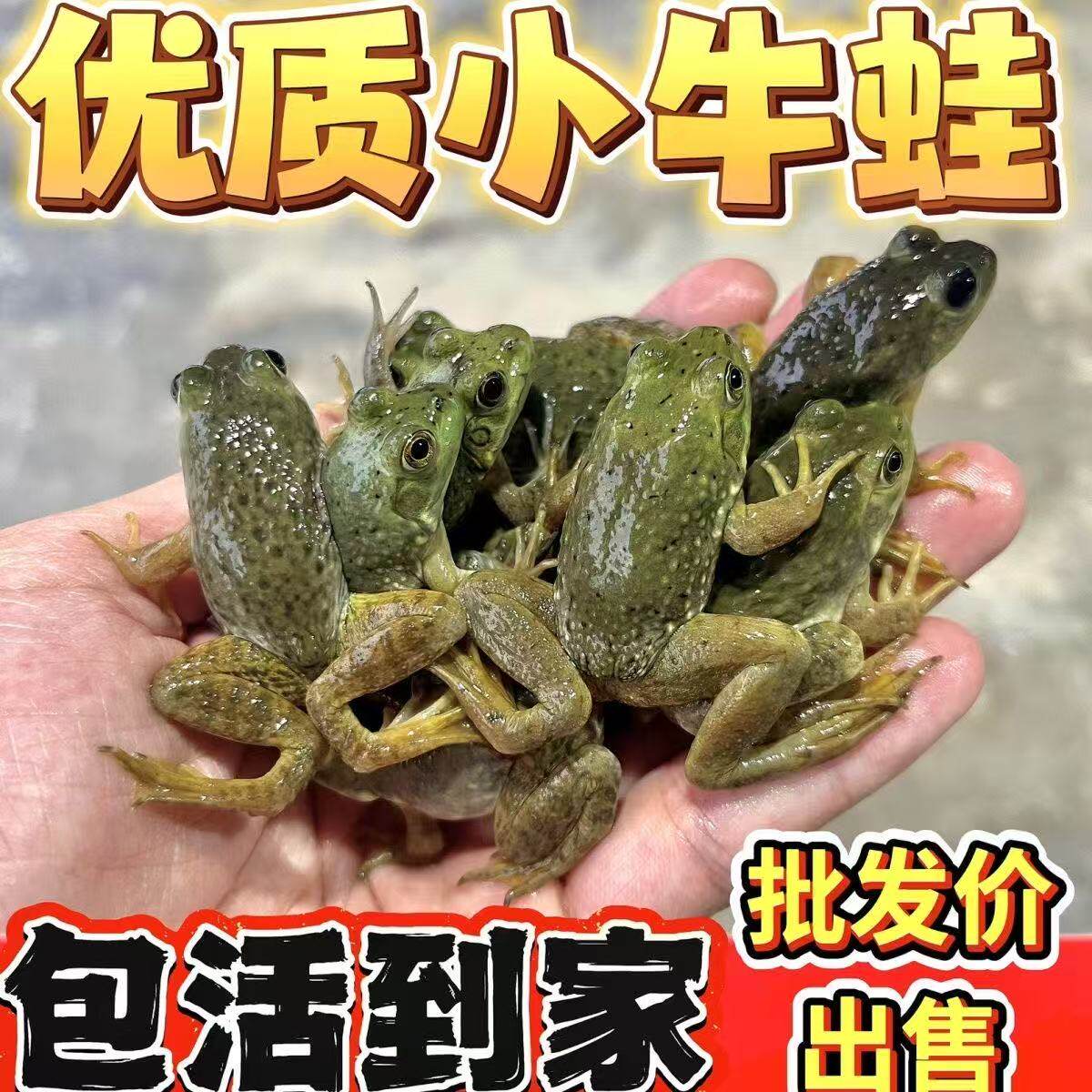 牛蛙仔活的小蛙幼蛙中蛙蝌蚪牛蛙幼苗小四角蝌蚪两栖爬宠观赏宠物