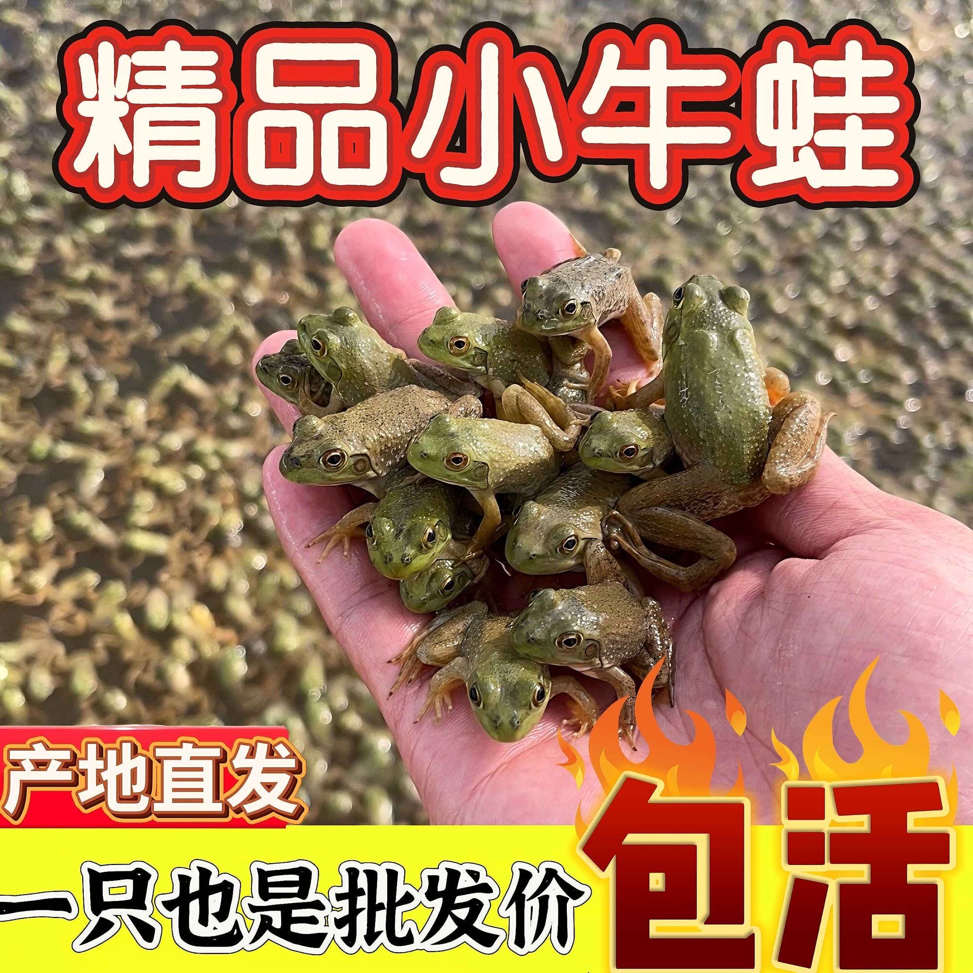 【精品牛蛙苗】小牛蛙鲜活的蝌蚪幼苗宠物青蛙牛蛙苗活体人工养殖