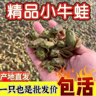 【精品牛蛙苗】小牛蛙鲜活的蝌蚪幼苗宠物青蛙牛蛙苗活体人工养殖