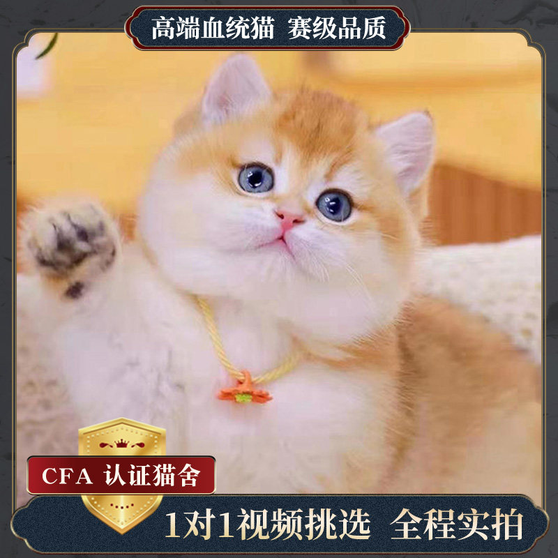 纯种宠物蓝眼猫咪金银渐层长毛幼猫蓝白曼基康英短矮脚短腿猫活体