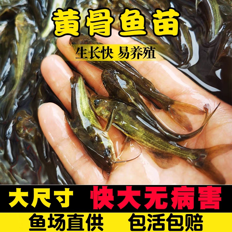 黄辣丁黄骨鱼黄鸭叫鱼苗淡水养殖食用黄丫头小鱼苗昂刺鱼黄颡鱼苗-封面