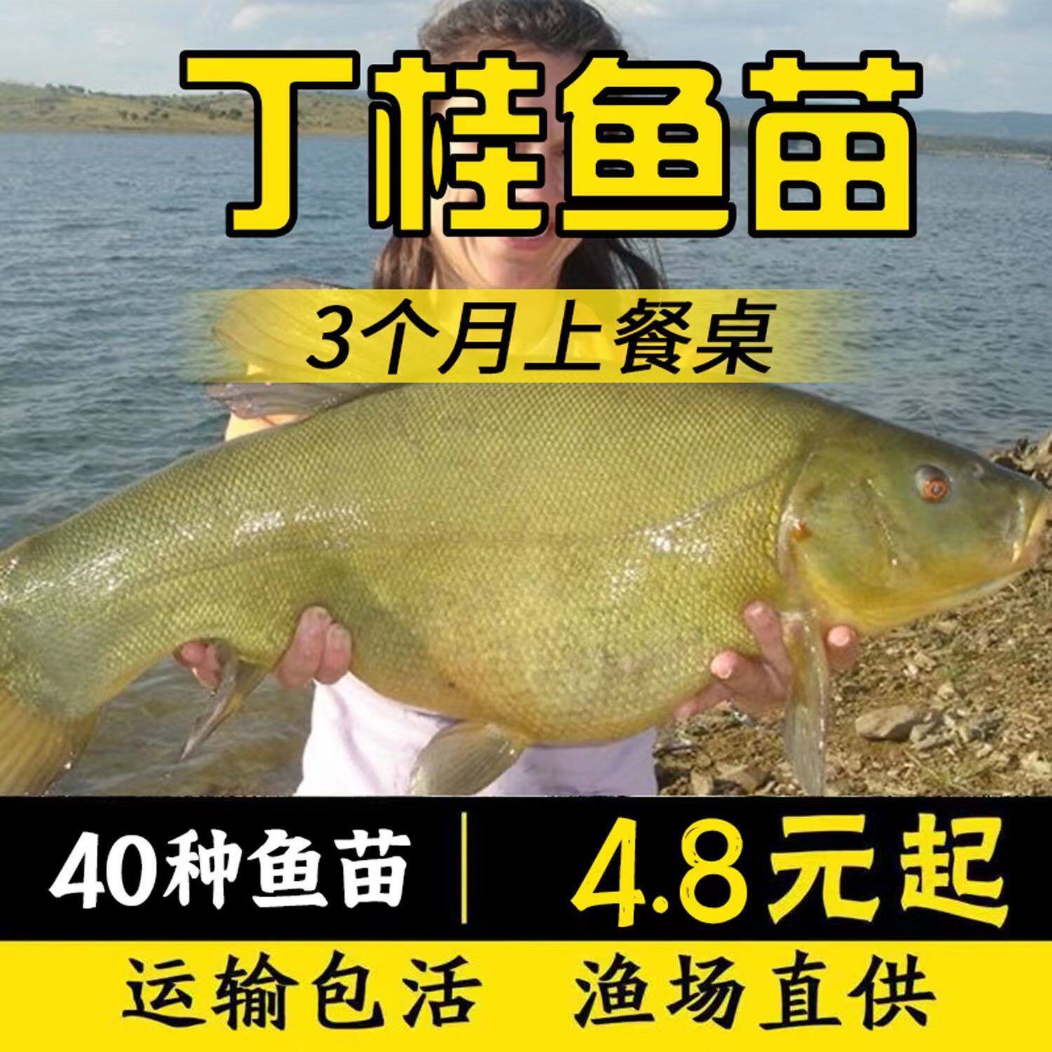 山东丁桂鱼苗冷水好养包活