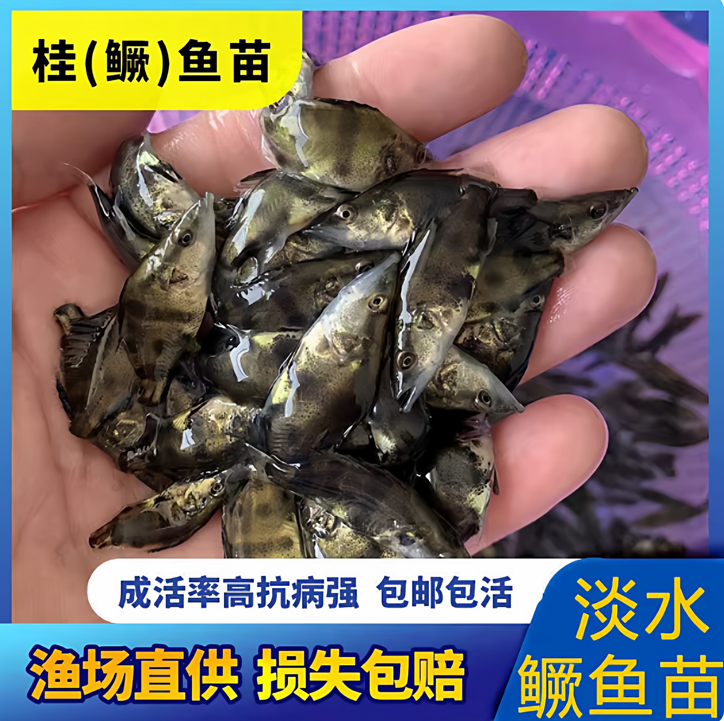 鳜鱼苗活体包活保真淡水养殖