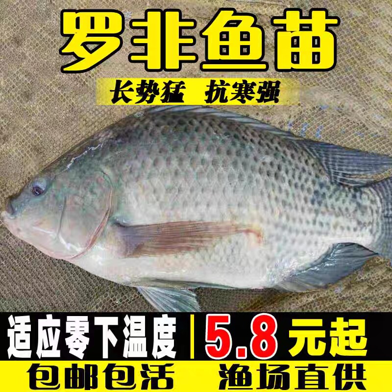 罗非鱼福寿鱼非洲养殖鱼苗