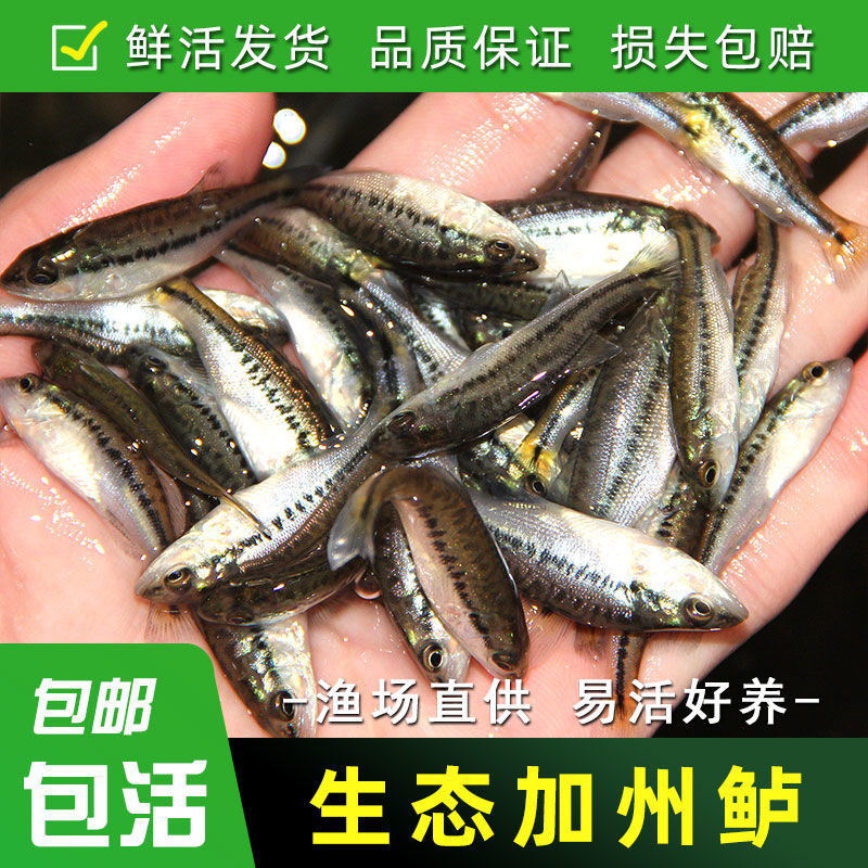 加州鲈鱼苗淡水黑鲈鱼养殖食用鱼鱼