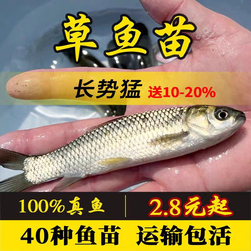 优质大草鱼螺蛳青鱼养殖鱼苗活体饲料鱼四大家鱼白鲢花鲢包活打氧