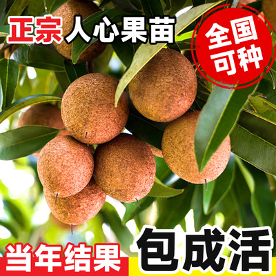 人心果苗原盆原土当年结果包成活