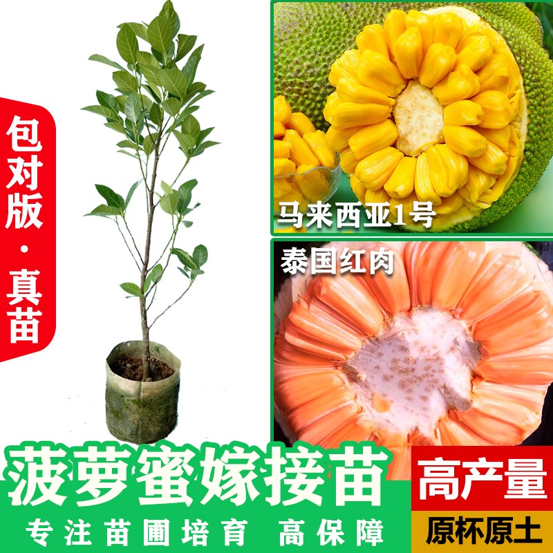 菠萝蜜树树苗嫁接泰国8号红肉12马来西亚1号庭院木带土菠萝蜜干包