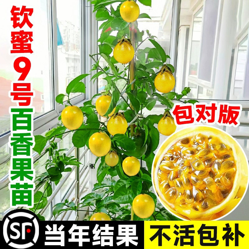 广西黄金9号百香果苗四季不断