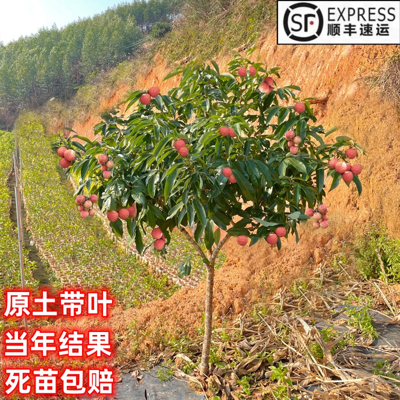 当年结果嫁接无核荔枝苗原土带叶