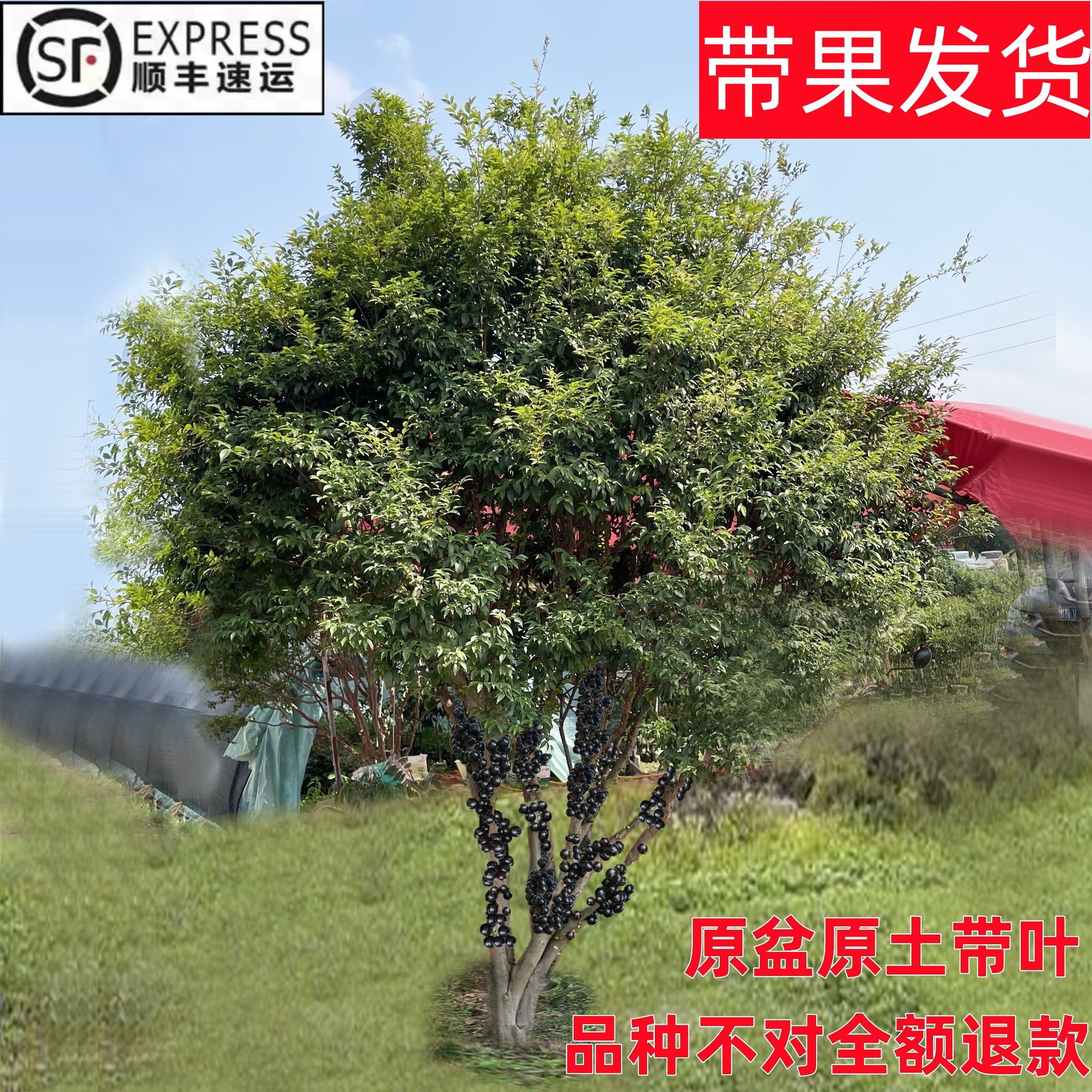 四季早生艾斯卡嘉宝果树苗树葡萄苗果树原盆原土盆栽地栽当年结果