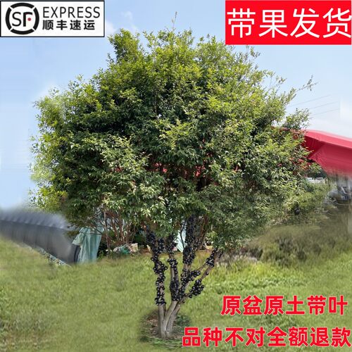 四季早生嘉宝果树苗当年结果包活