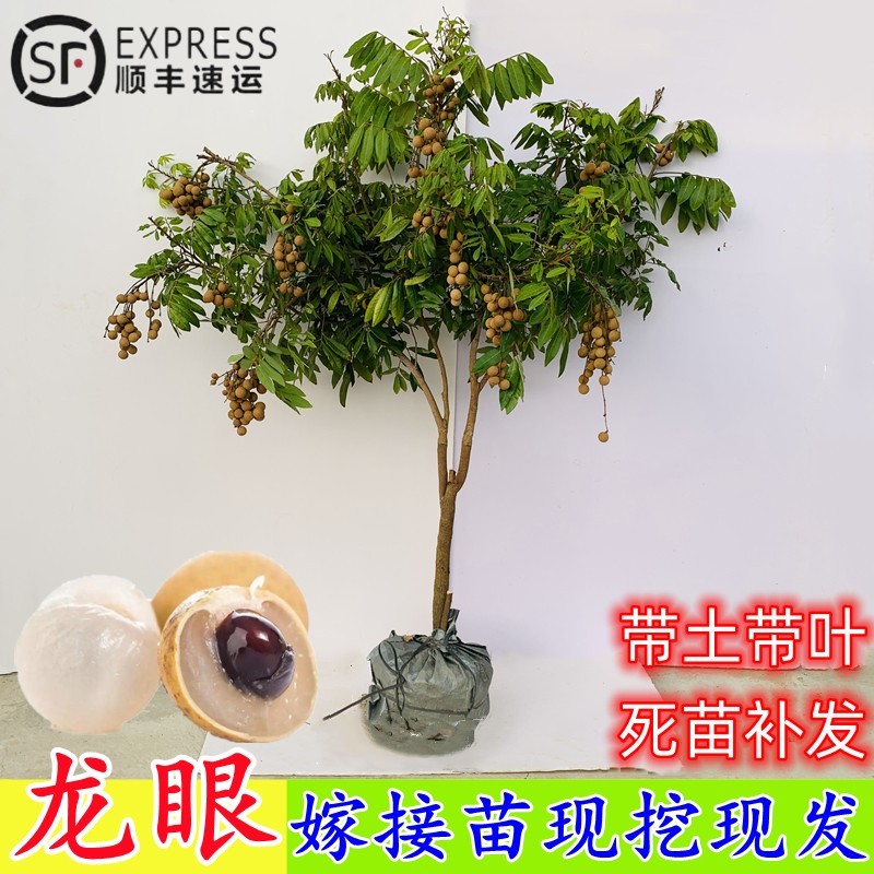 嫁接龙眼苗原土带叶当年结果包活