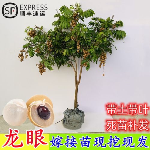 嫁接龙眼苗原土带叶当年结果包活