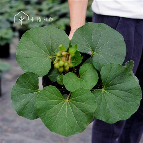 小椿日和 大吴风草一叶莲耐阴耐寒圆叶庭院盆栽绿植黄花易养耐看