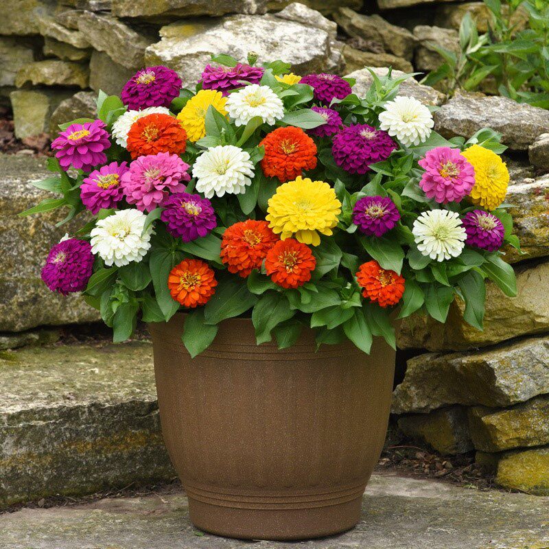 矮杆百日草重瓣大花火炬花花种四季开花花海花籽盆栽切花种子阳台