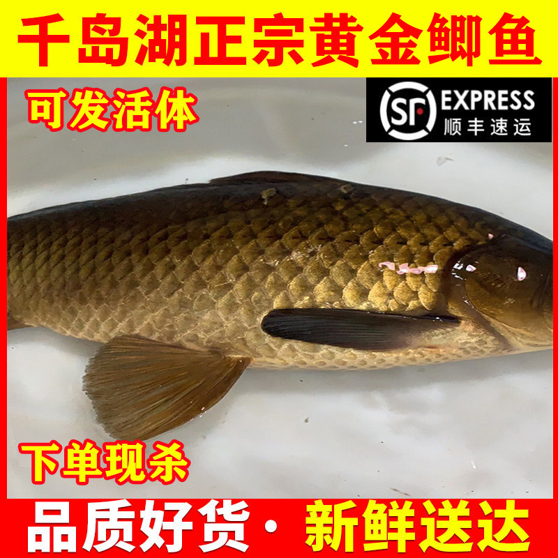 千岛湖黄金鲫鱼正宗鲜活活体孕妇月子下奶炖汤儿童老人淡水鱼整条
