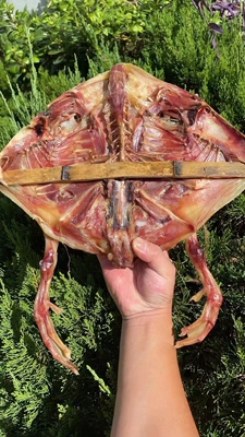 千岛湖风干鸭农家溪水食三年老鸭土鸭炖汤下单现杀顺丰包邮活整鸭