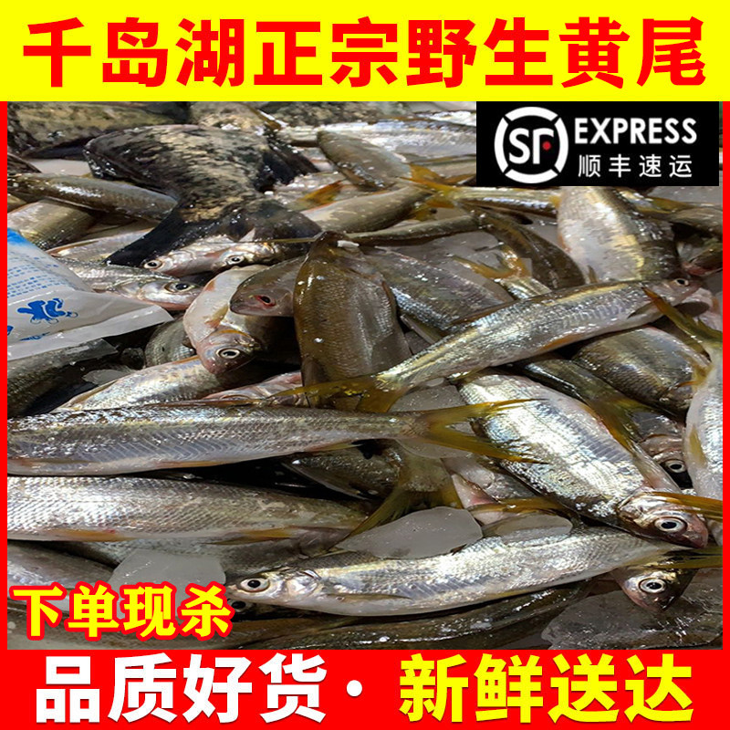 千岛湖黄尾鱼新鲜现捕小溪鲴黄姑子板黄鱼沙姑子黄条鱼干活体淡水