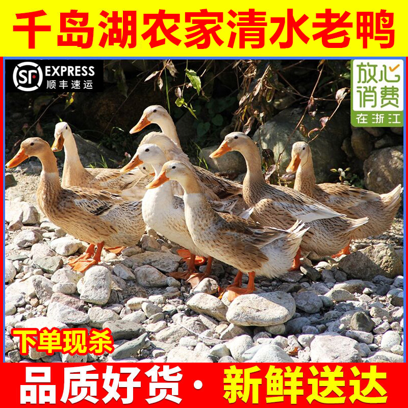 千岛湖正宗农家溪水三5年老鸭子土鸭炖汤下单现杀顺丰包邮活整鸭