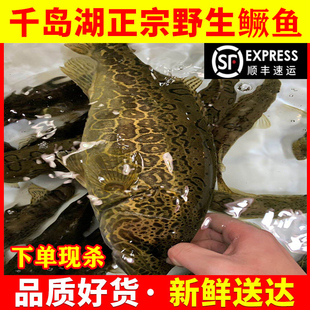 千岛湖正宗纯本地筒鳜鱼鲜活臭桂鱼活鱼波纹淡水鱼现杀新鲜季花鱼