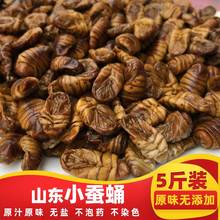 小蚕蛹新鲜冷冻5斤包邮山东特产出口品质原味无添加桑蚕蛹