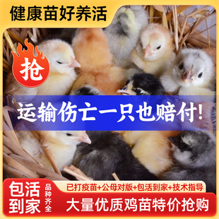 【半大】小鸡活苗芦花鸡三黄鸡活鸡土鸡苗种蛋小鸡五黒鸡苗脱温