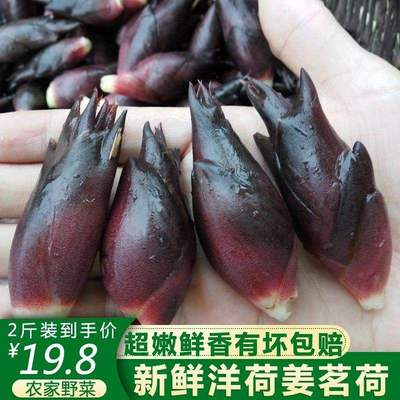 搜索 洋荷 淘宝优惠券 洋荷淘宝返利 价格折扣优惠券怎么样 折电商导购平台 Zhe Com