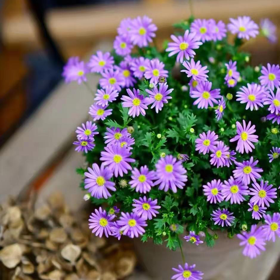 姬小菊盆栽带花苞玛格丽特花苗四季花卉阳台植物爆盆开花不断菊花