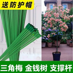 金钱树支撑杆防倒伏爬藤架兰花花园植物插杆固定杆园艺花架固定器