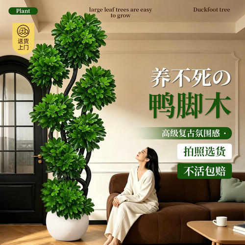 八方来财鸭脚木室内落地好养绿植