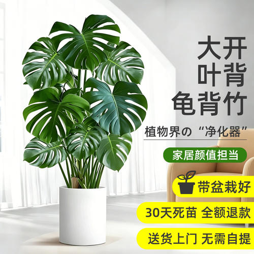 大型龟背竹盆栽室内好养净化绿植
