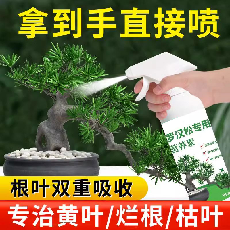罗汉松免稀释营养液专治黄叶掉叶