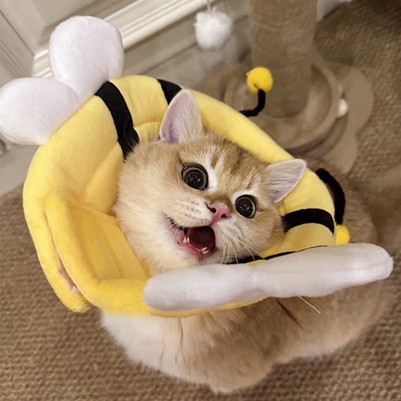 猫咪伊丽莎白圈幼猫绝育术后防抓