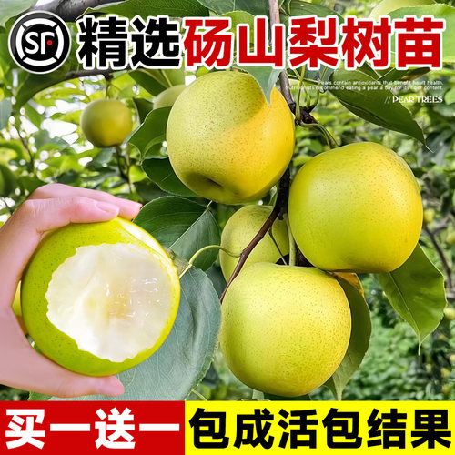 梨树果苗嫁接苗翠冠梨树丰水梨子