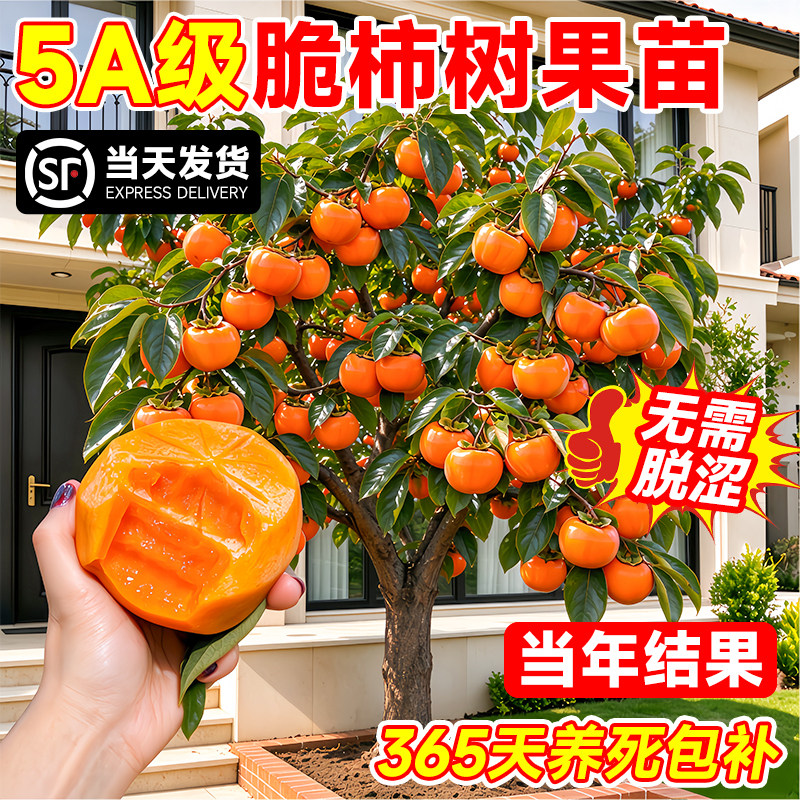 柿子树庭院果树特大号北方耐寒图片