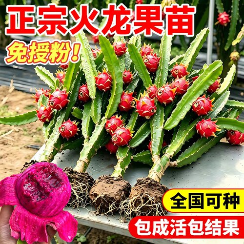 火龙果树苗盆栽四季结果南北通栽