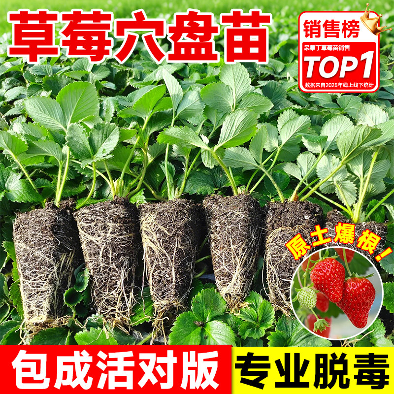 草莓苗秧四季结果盆栽种子穴盘苗图片