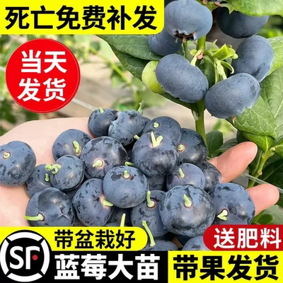 l25蓝莓树苗果树苗盆栽带果盆栽