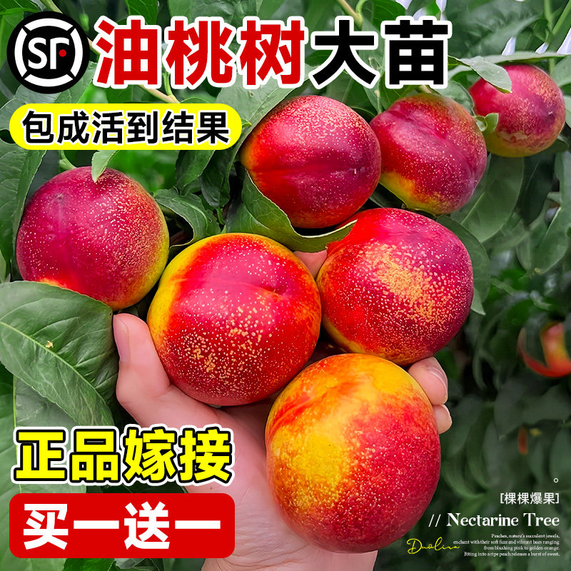 油桃苗特大早熟嫁接桃树苗水蜜桃图片