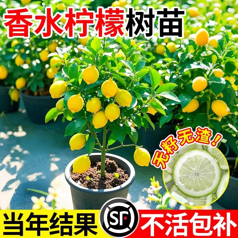 香水柠檬树盆栽带果室内阳台种植物可食用四季好养绿植柠檬树果苗