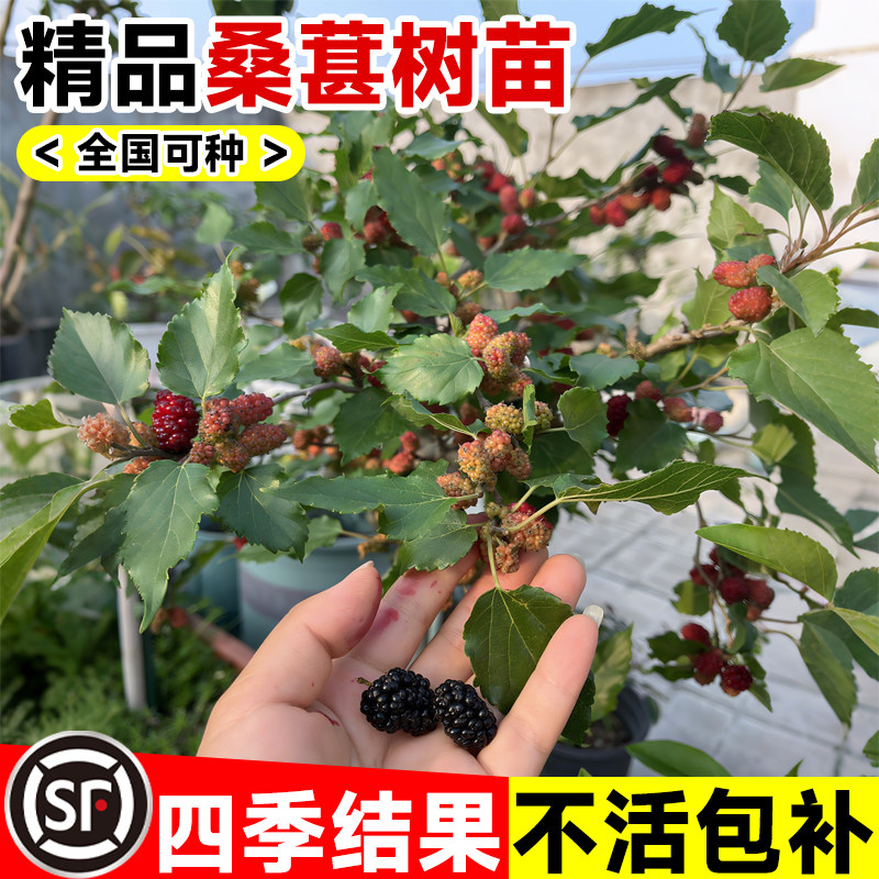 精品桑葚树苗桑椹大苗台湾长果无籽大十地栽盆栽全国可种不活包补