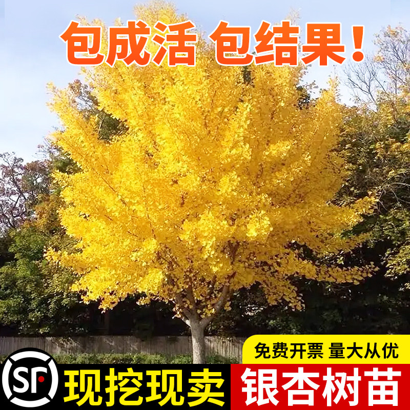 银杏树苗白果活苗秋季金叶银杏小苗庭院风景拆迁占地苗南北方种植