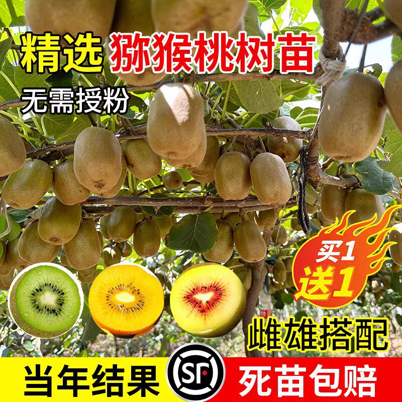 嫁接红心猕猴桃树苗当年结果地栽图片